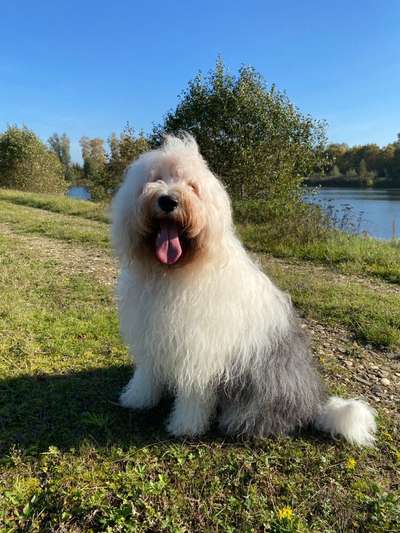 Reinrassige Hunde?-Beitrag-Bild