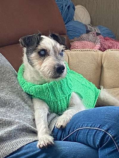 euer ältester Hund ?-Beitrag-Bild