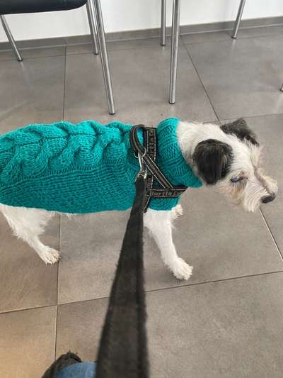 Wo sind die Jack und Parson Russell Terrier?-Beitrag-Bild