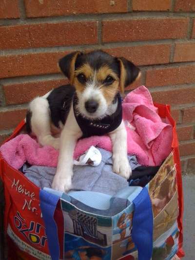 Wo sind die Jack und Parson Russell Terrier?-Beitrag-Bild