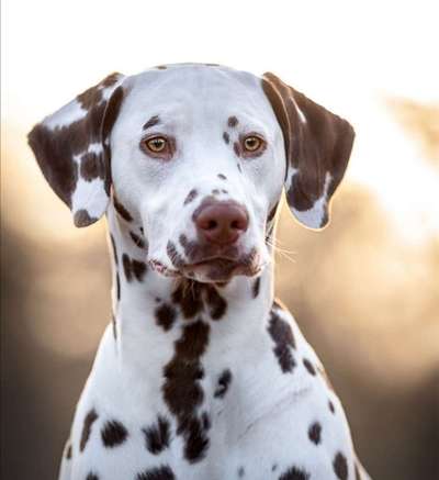 Fotochallange Nr. 57     PORTRÄT.   Beendet!!!!!!!!-Beitrag-Bild