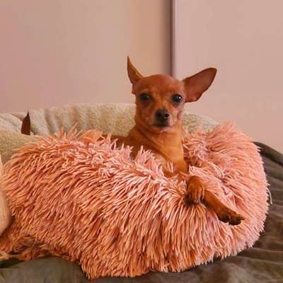 Hundetreffen-Gassi-Begleitung gesucht-Bild