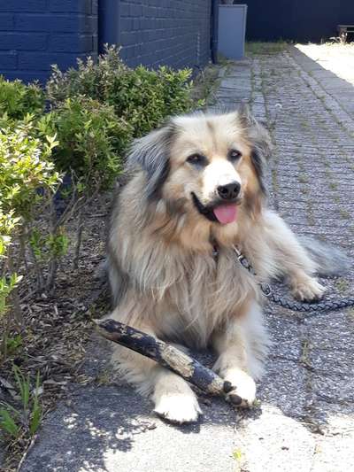 Auslandstierschutz-Beitrag-Bild