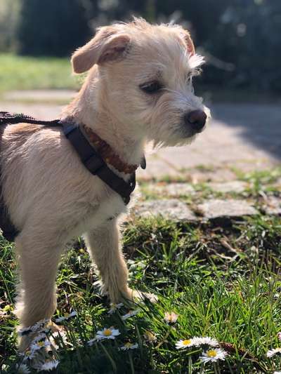 Auslandstierschutz-Beitrag-Bild