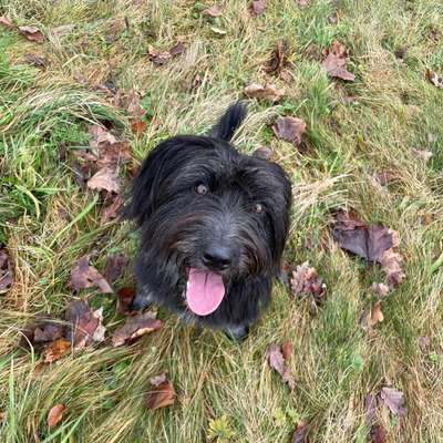 Hundetreffen-Aila sucht neue Freundschaften in ihrem Alter-Bild