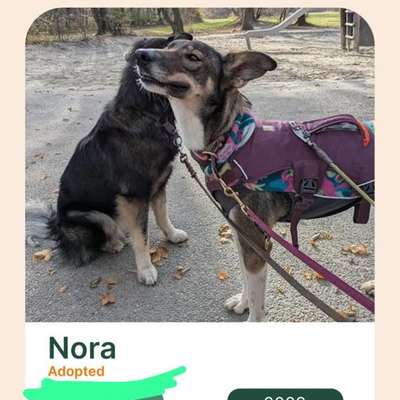 TierschutzhundeStammtisch🐕-Beitrag-Bild