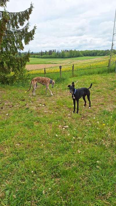 TierschutzhundeStammtisch🐕-Beitrag-Bild