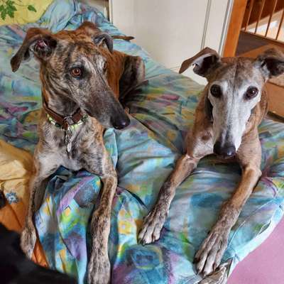 TierschutzhundeStammtisch🐕-Beitrag-Bild