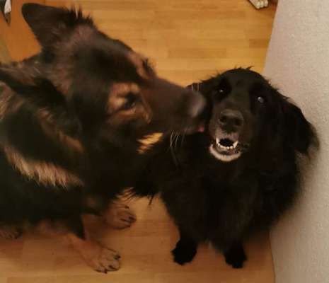 Die Dogorama Wochen Challenge "Friends will be Friends"-Beitrag-Bild