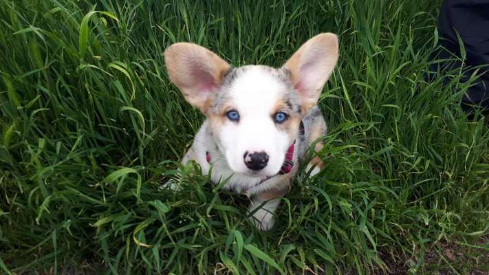 Die Dogorama Monats Challenge "Es grünt und blüht"-Beitrag-Bild