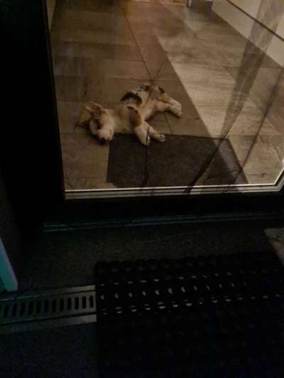 Corgis und ihre persönlichen Hofangestellten-Beitrag-Bild