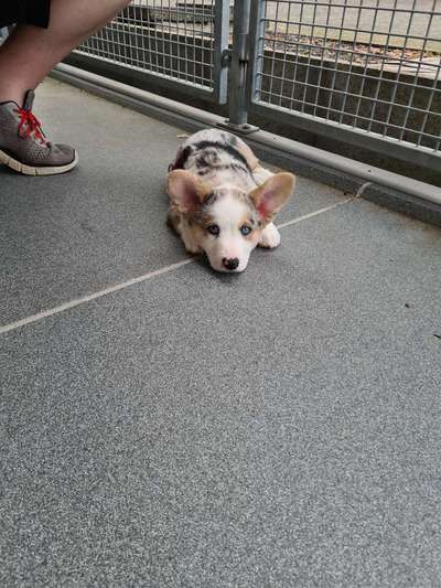 Corgis und ihre persönlichen Hofangestellten-Beitrag-Bild