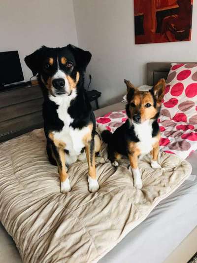 Körbchen / Hundebett-Beitrag-Bild