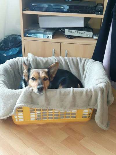 Körbchen / Hundebett-Beitrag-Bild