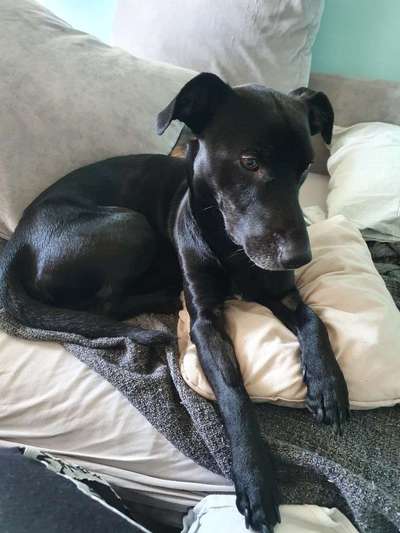 eure Spitznamen für die Vierbeiner-Beitrag-Bild