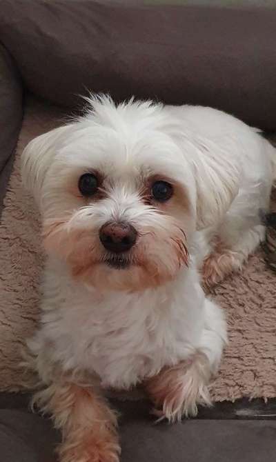 eure Spitznamen für die Vierbeiner-Beitrag-Bild