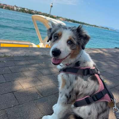 Suchmeldung-Skyla-Bild