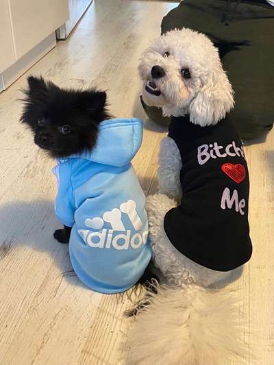 Bester Freund, Hundekumpel - zeigt her!-Beitrag-Bild