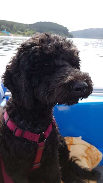 Seltene Rassen!-Beitrag-Bild