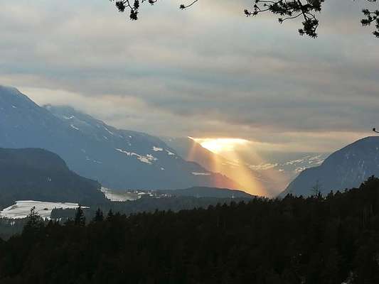 Rhodesian Ridgeback-Beitrag-Bild