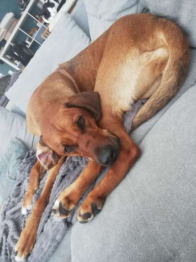 Rhodesian Ridgeback-Beitrag-Bild