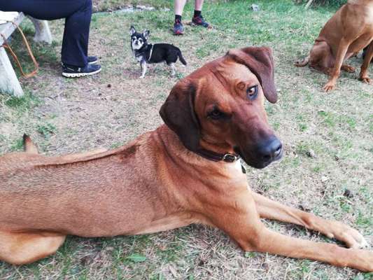 Rhodesian Ridgeback-Beitrag-Bild
