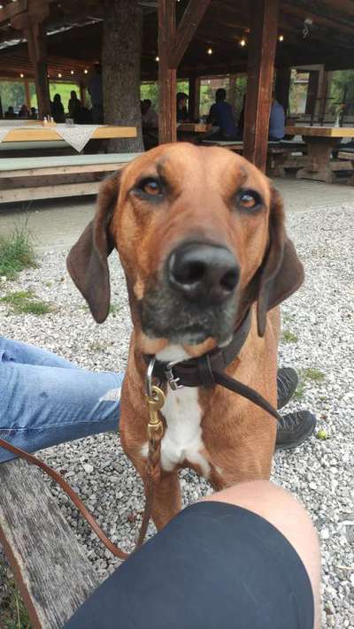 Rhodesian Ridgeback-Beitrag-Bild