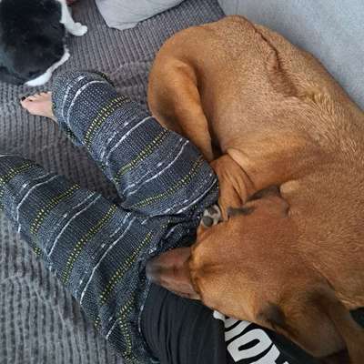 Rhodesian Ridgeback-Beitrag-Bild