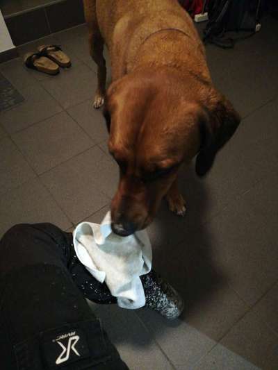 Rhodesian Ridgeback-Beitrag-Bild