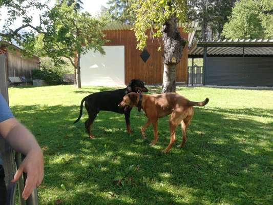 Rhodesian Ridgeback-Beitrag-Bild