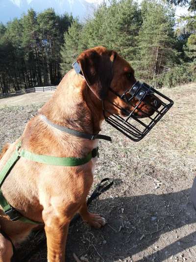 Rhodesian Ridgeback-Beitrag-Bild