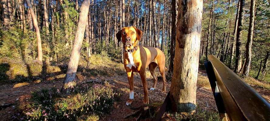Rhodesian Ridgeback-Beitrag-Bild