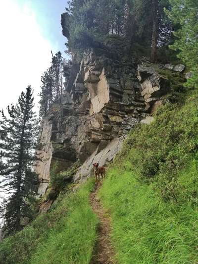 Rhodesian Ridgeback-Beitrag-Bild