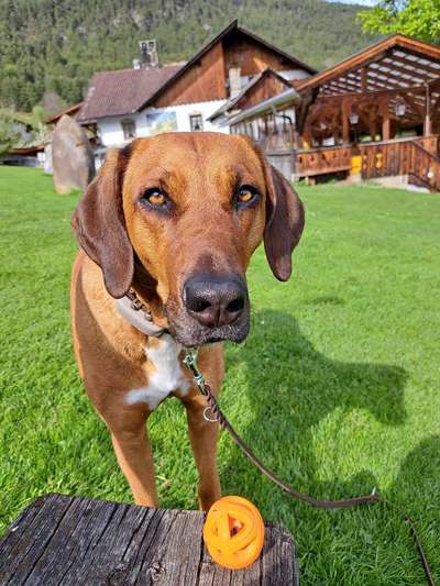 Rhodesian Ridgeback-Beitrag-Bild
