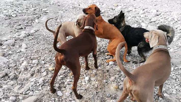 Rhodesian Ridgeback-Beitrag-Bild