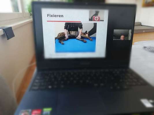 Rhodesian Ridgeback-Beitrag-Bild