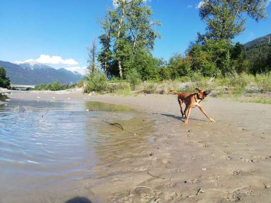 Rhodesian Ridgeback-Beitrag-Bild