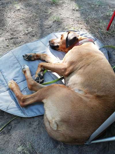 Ridgeback Ausstattung-Beitrag-Bild