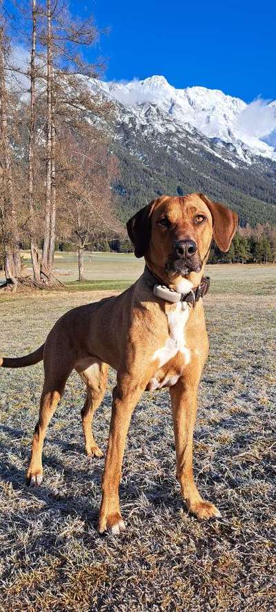 Rhodesian Ridgeback-Beitrag-Bild
