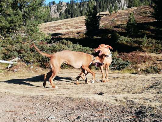 Rhodesian Ridgeback-Beitrag-Bild