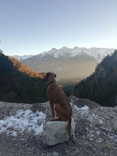 Rhodesian Ridgeback-Beitrag-Bild