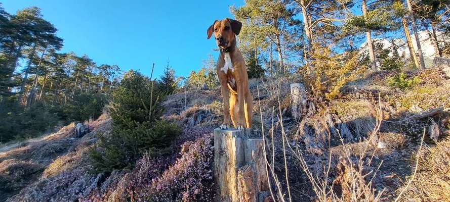 Rhodesian Ridgeback-Beitrag-Bild