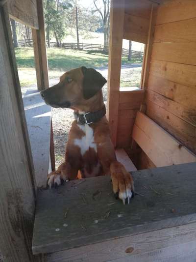 Rhodesian Ridgeback-Beitrag-Bild