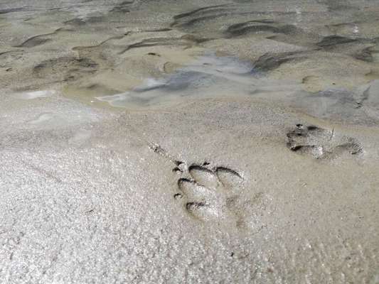 Rhodesian Ridgeback-Beitrag-Bild