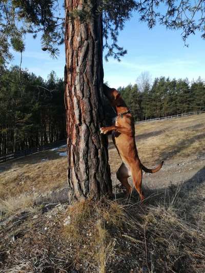 Rhodesian Ridgeback-Beitrag-Bild