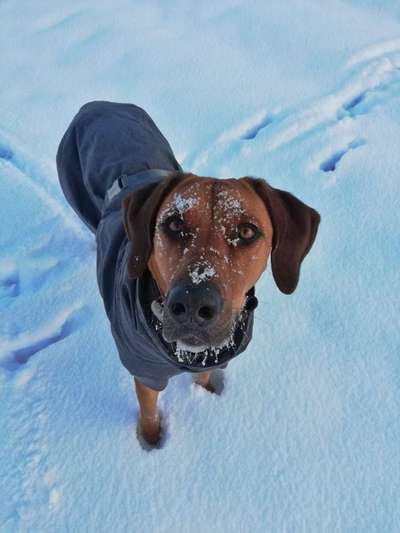 Rhodesian Ridgeback-Beitrag-Bild