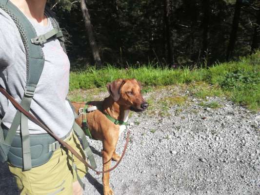 Rhodesian Ridgeback-Beitrag-Bild