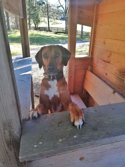 Rhodesian Ridgeback-Beitrag-Bild