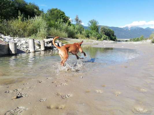Rhodesian Ridgeback-Beitrag-Bild