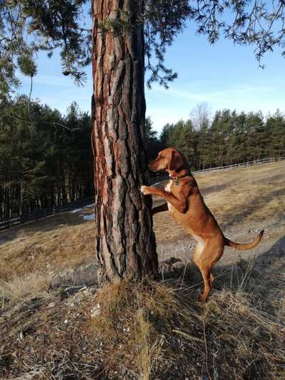 Rhodesian Ridgeback-Beitrag-Bild